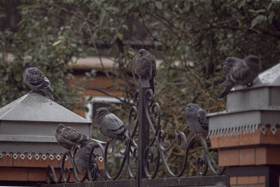 Statue of bird perching on sculpture