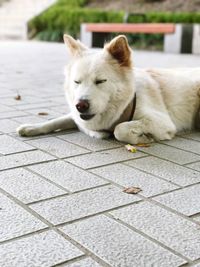 Close-up of dog lying on floor