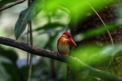 Close-up of bird perching on branch