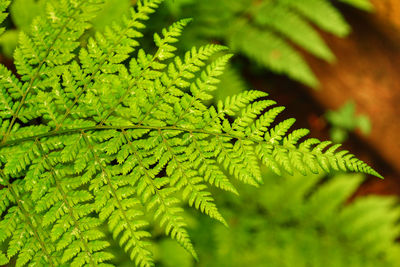 Full frame shot of bracken plant 