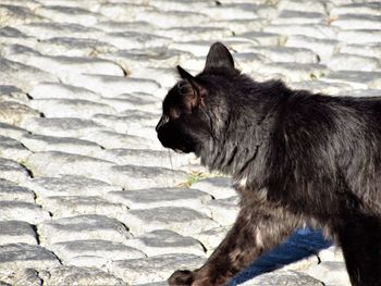Side view of a cat on footpath
