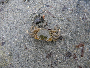 Close-up of dead fish on ground