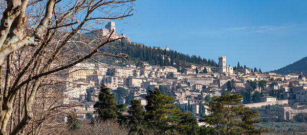 Trees and buildings against blue sky