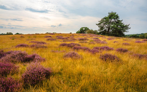 Scenic view of grassy field against sky