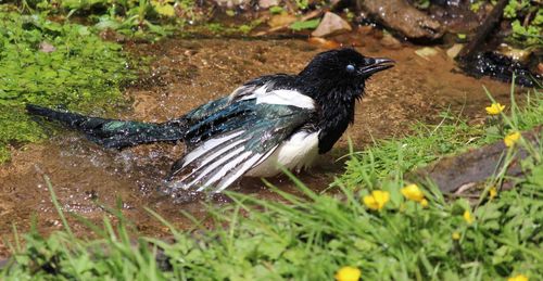 Close-up of magpie