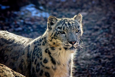 Snow leopard