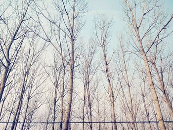 Low angle view of bare trees against clear sky during winter