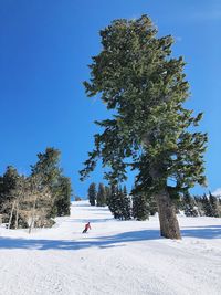 Trees on snow covered land against blue sky