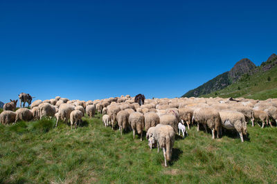 View of sheep on field against sky