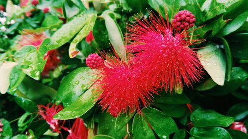 Close-up of red flowers