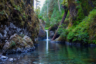 Scenic view of waterfall in forest