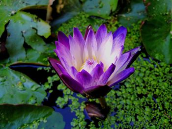 Close-up of lotus water lily in pond