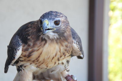 Close-up of a bird