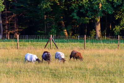 View of sheep grazing in field