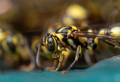 Close-up of bee