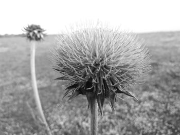 Close-up of thistle blooming on field against sky