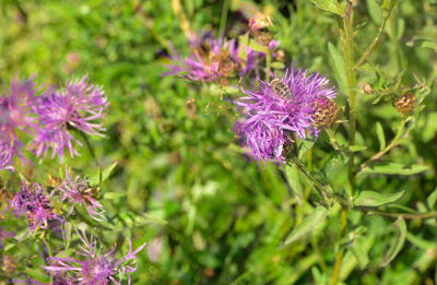Close-up of purple thistle blooming outdoors