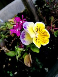 Close-up of yellow crocus blooming outdoors