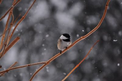 Carolina chickadee perching on bare tree