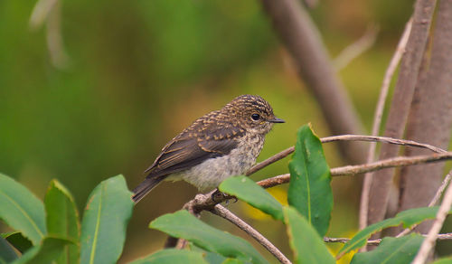 Close-up of bird perching on branch