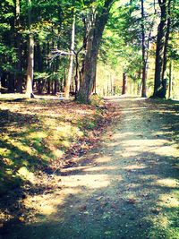 Road passing through forest