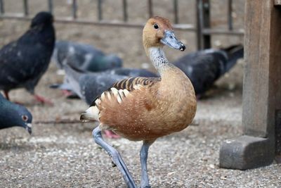 Close-up of a duck