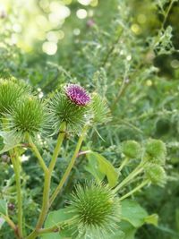 Close-up of thistle flowers