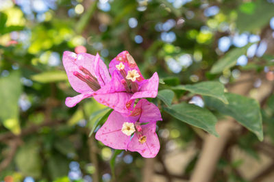 Close-up of pink flower