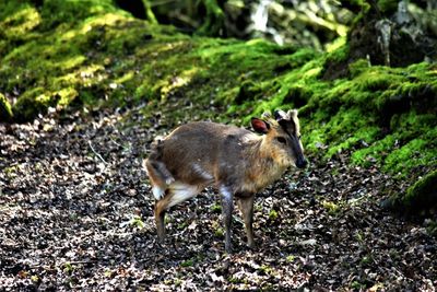 Three legged deer standing in a forest