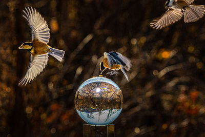 Close-up of bird flying