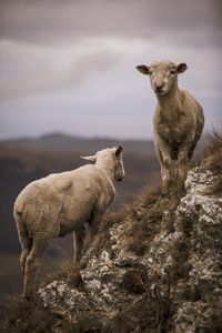 Sheep standing on land