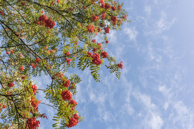 Low angle view of trees against sky