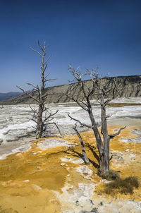 Bare trees in yellowstone national park