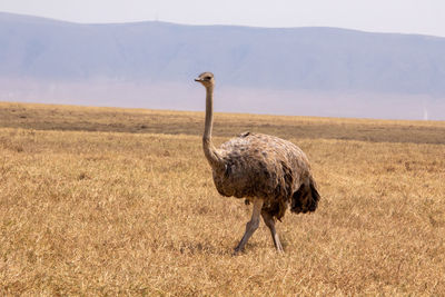 View of female ostrich on field