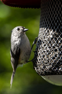 Close-up of bird perching on metal fence