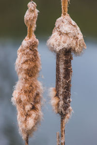 Close-up of dead plant hanging on rope