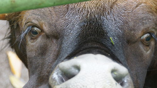 Close-up portrait of a dog