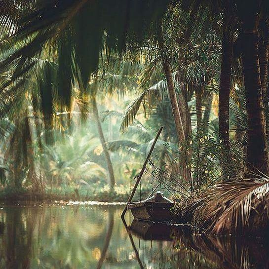 PALM TREES AT NIGHT