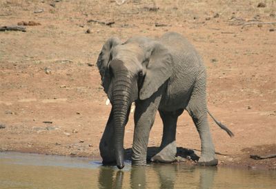 View of elephant drinking water