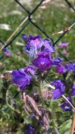 Close-up of purple flowers
