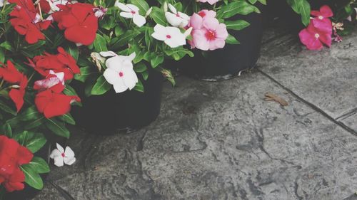 High angle view of flowers blooming outdoors