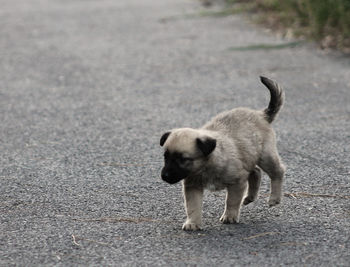 Dog standing on road