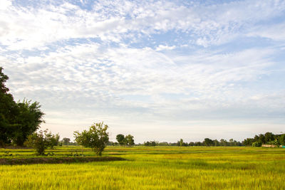 Scenic view of agricultural field against sky