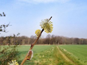 Close-up of flowers growing in field