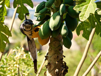 Close-up of bird perching on tree