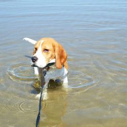 Dog in water