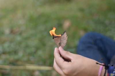 Cropped image of man holding bird