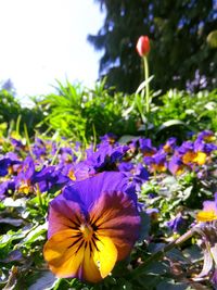 Close-up of purple flowers