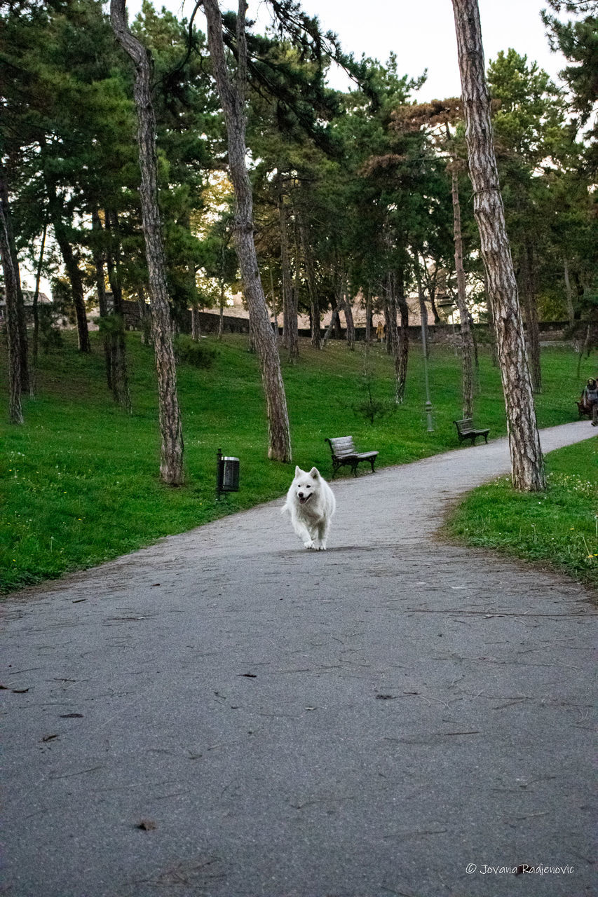 tree, plant, animal themes, animal, one animal, mammal, domestic animals, pet, road, transportation, dog, canine, nature, day, grass, park, no people, the way forward, green, tree trunk, road surface, trunk, growth, animal wildlife, footpath, sky, land, outdoors, street, city