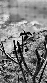 Close-up of bird by lake